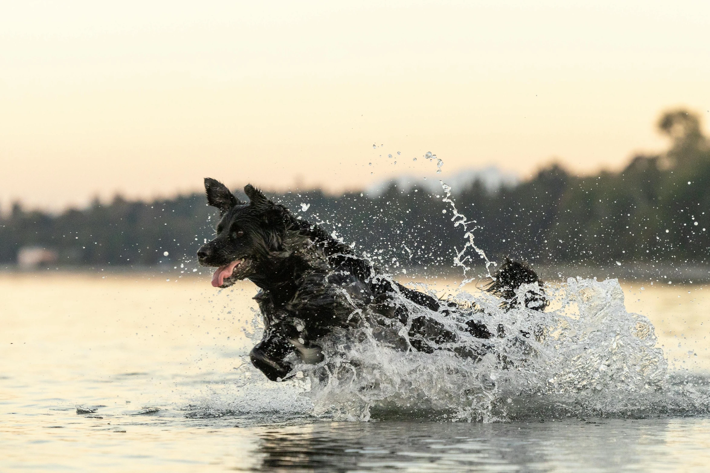 a dog jumping into the water during a sunny day