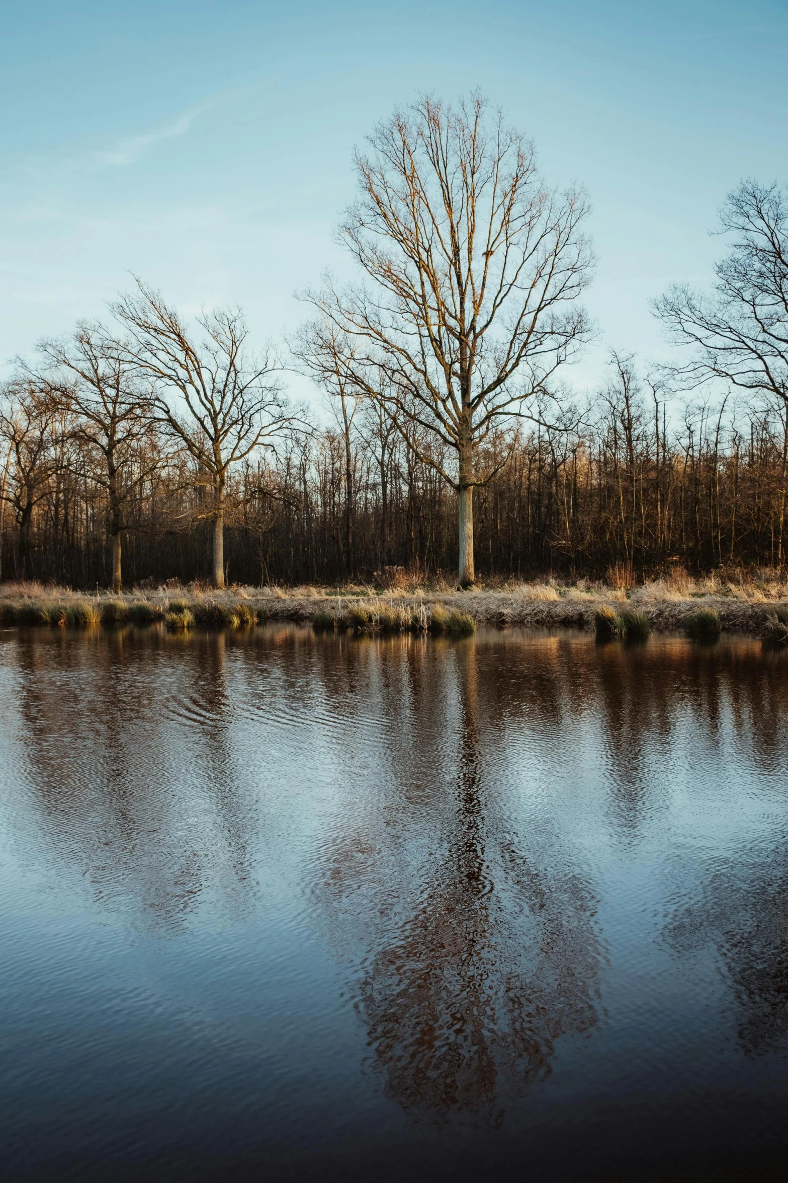 a body of water with trees on one side and in the other