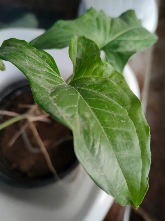 a potted plant with the green leaves on it