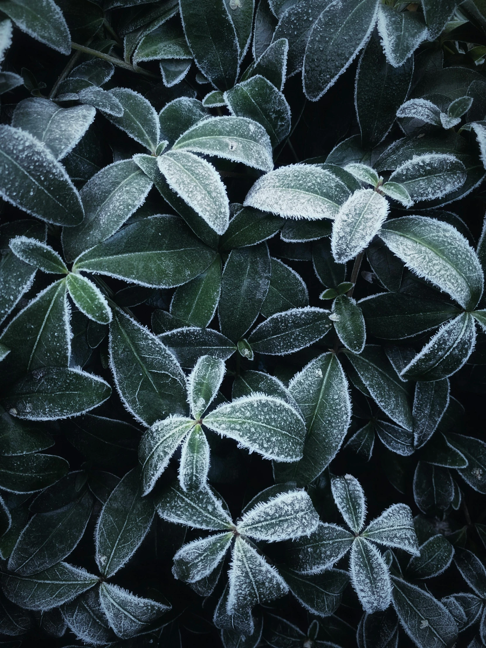 frozen leaves are shown with the dark background
