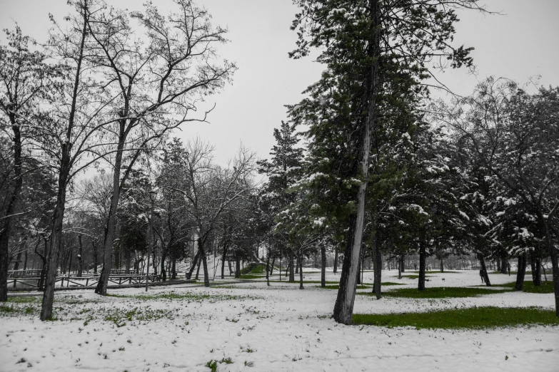 snow covers the ground near many trees