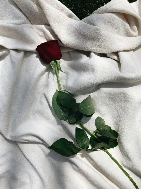 an image of a red rose laying on white cloth