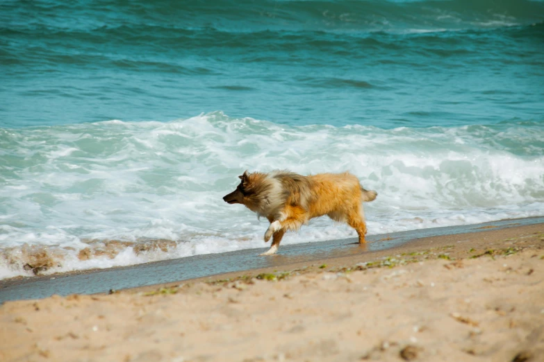a dog is walking along a beach near water