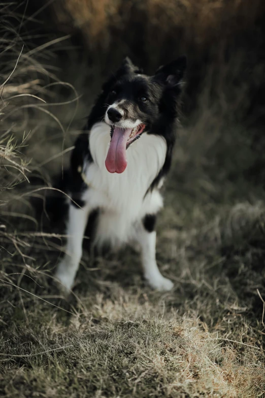 there is a dog standing in the field with its tongue out