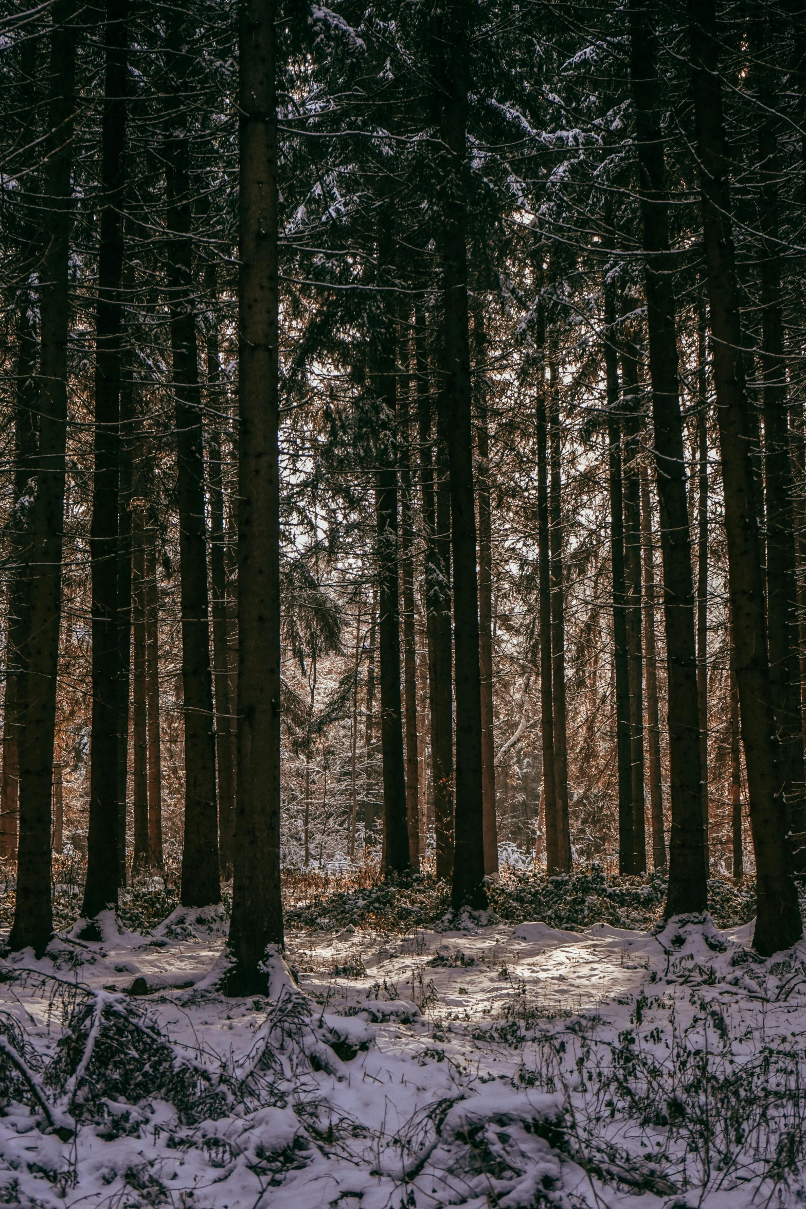 snow covers the ground and trees in a forest