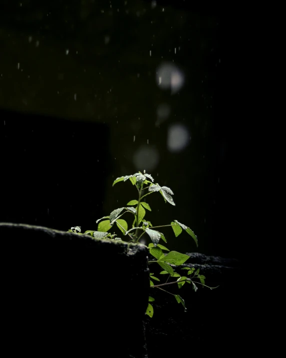 a dark room with a small green plant in the corner