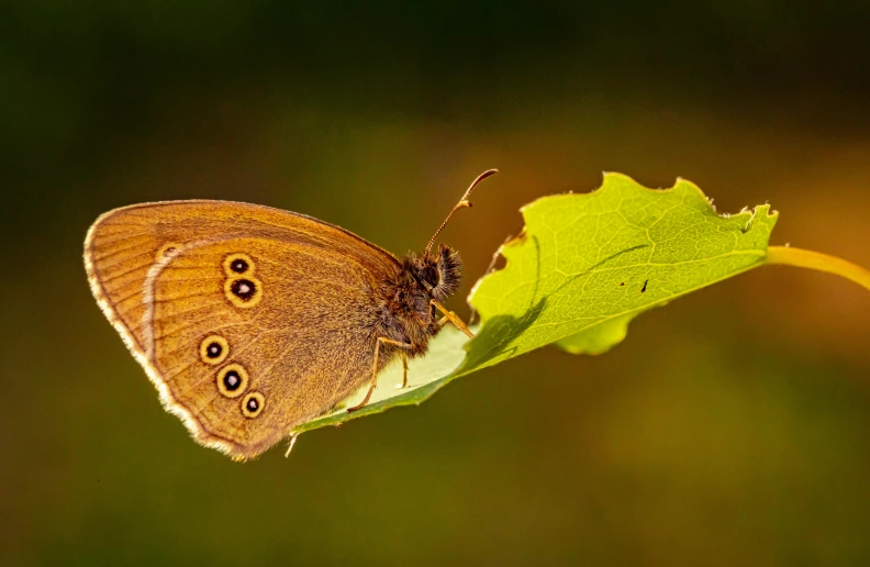 a close up of a erfly sitting on top of a leaf