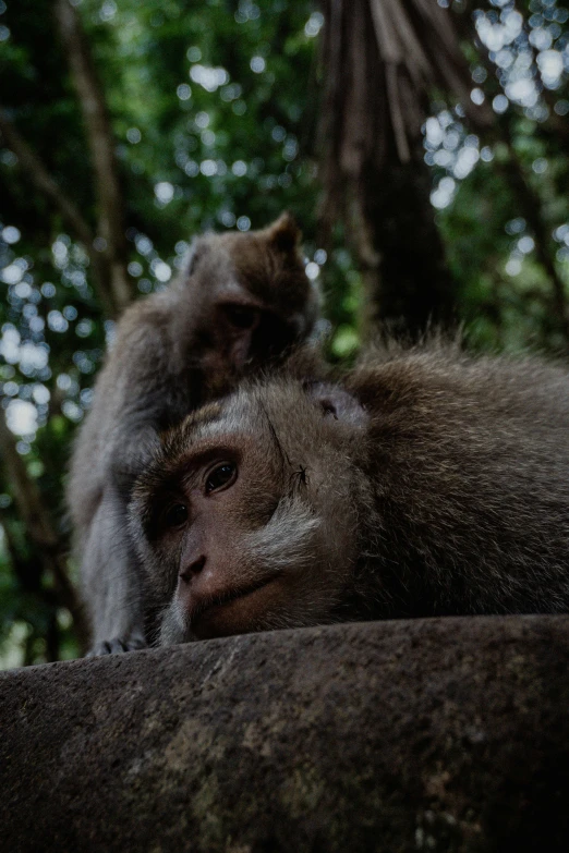 a monkey holding onto its back with its baby