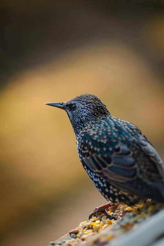 a bird with blue feathers standing on a perch