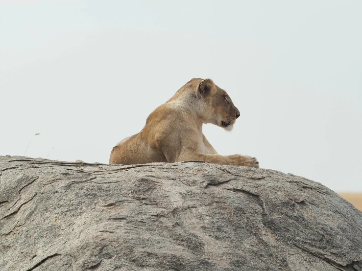 the small lion is sitting on a large rock