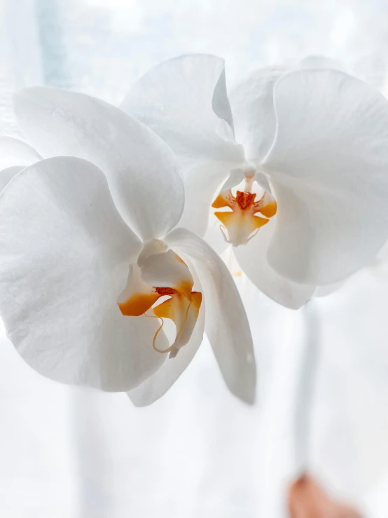 two white flowers hang from a string with strings