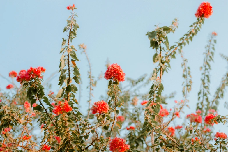 several red flower bushes with leaves and stems