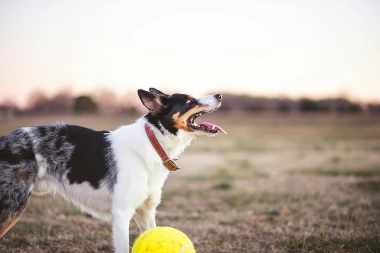 a dog looking up at a yellow ball