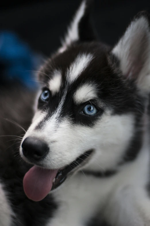 the blue eyes of a husky puppy looking forward