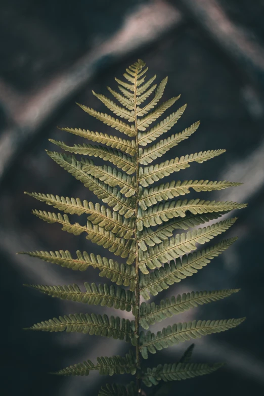 a fern is reflected in the water on a table