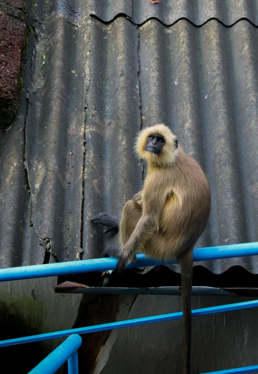 a monkey that is hanging from a metal rail