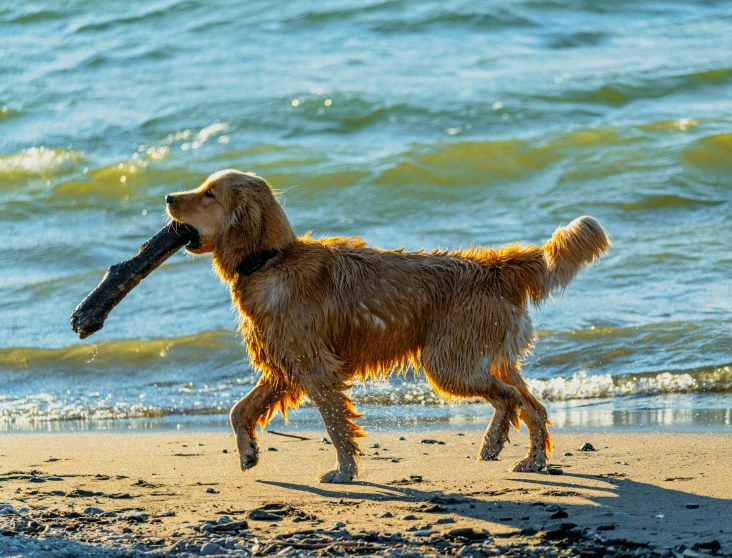 a dog holds a large stick in his mouth while running on the beach