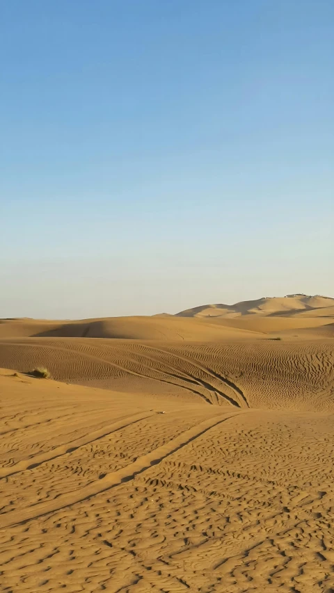 sand dunes in the desert with sp trees