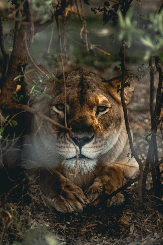 an adult lion sits near the nches of a tree