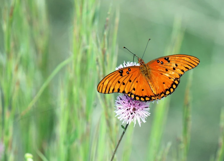 a large erfly sitting on top of a purple flower