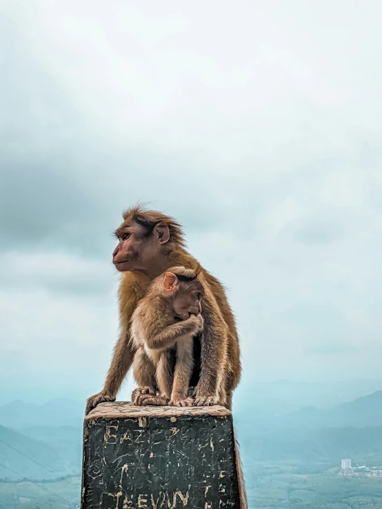 a monkey standing on top of a wooden table