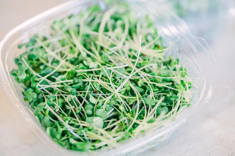 green sprouts in plastic containers on a table