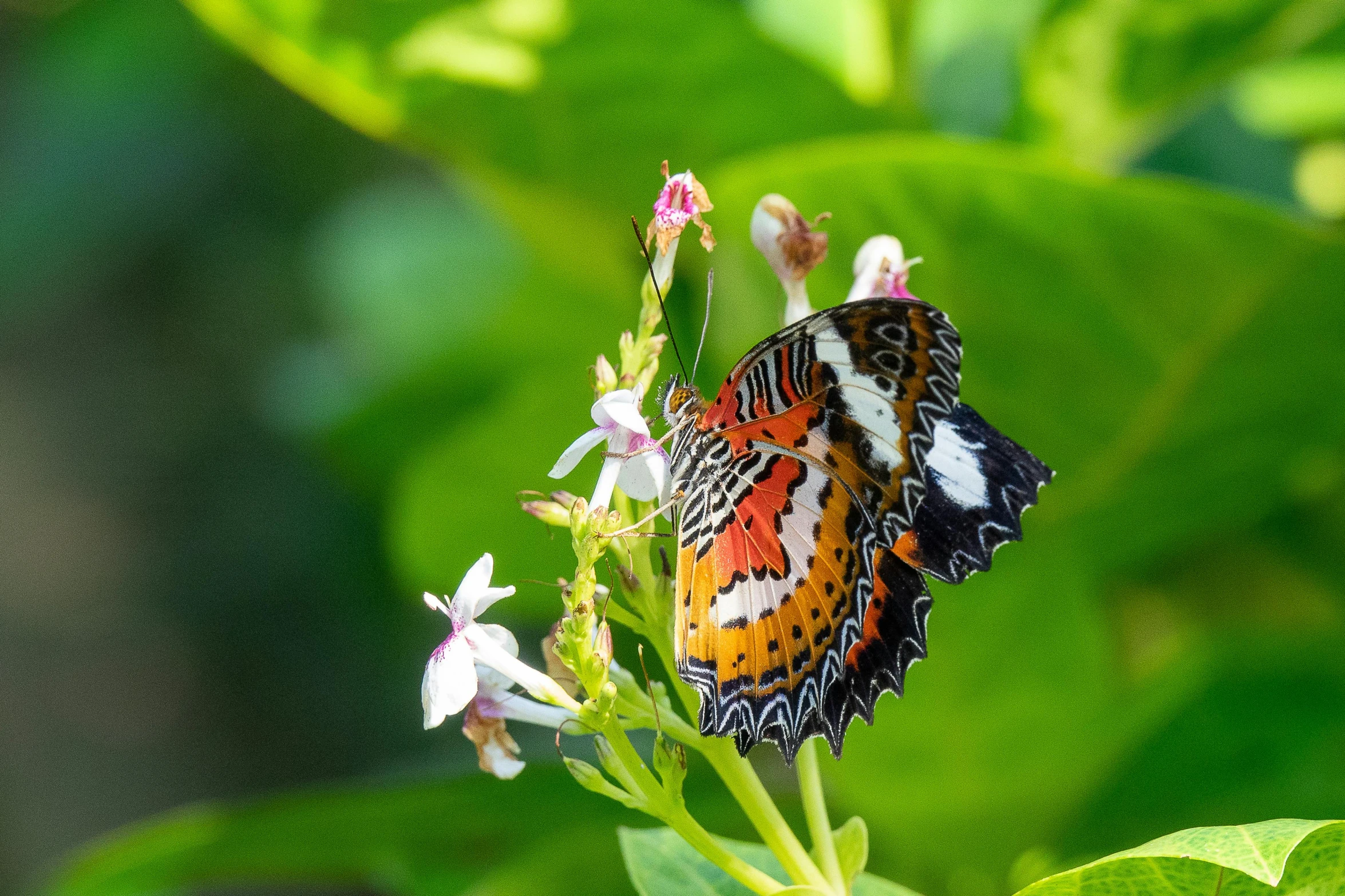 colorful erflies sit on top of flowers and some leaves