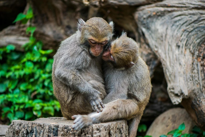 two monkeys are emcing on some logs