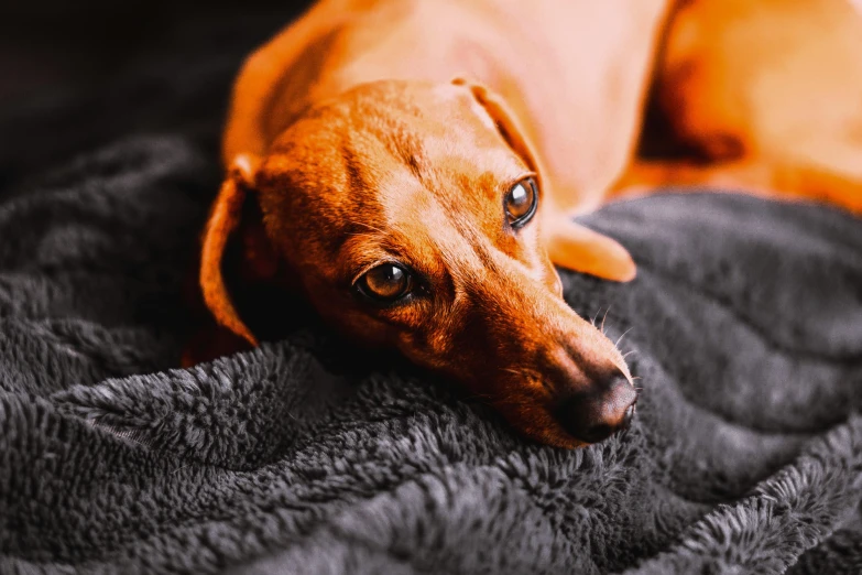 a brown dog resting on a couch with black fluffy blanket