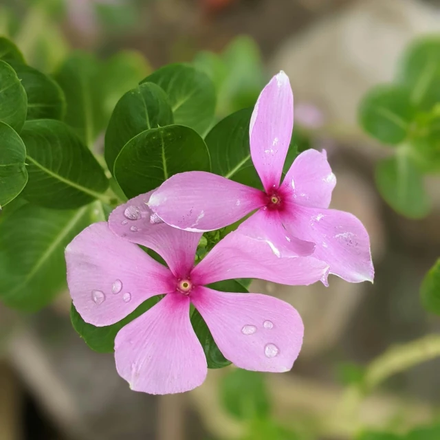 three pink flowers with green leaves are shown