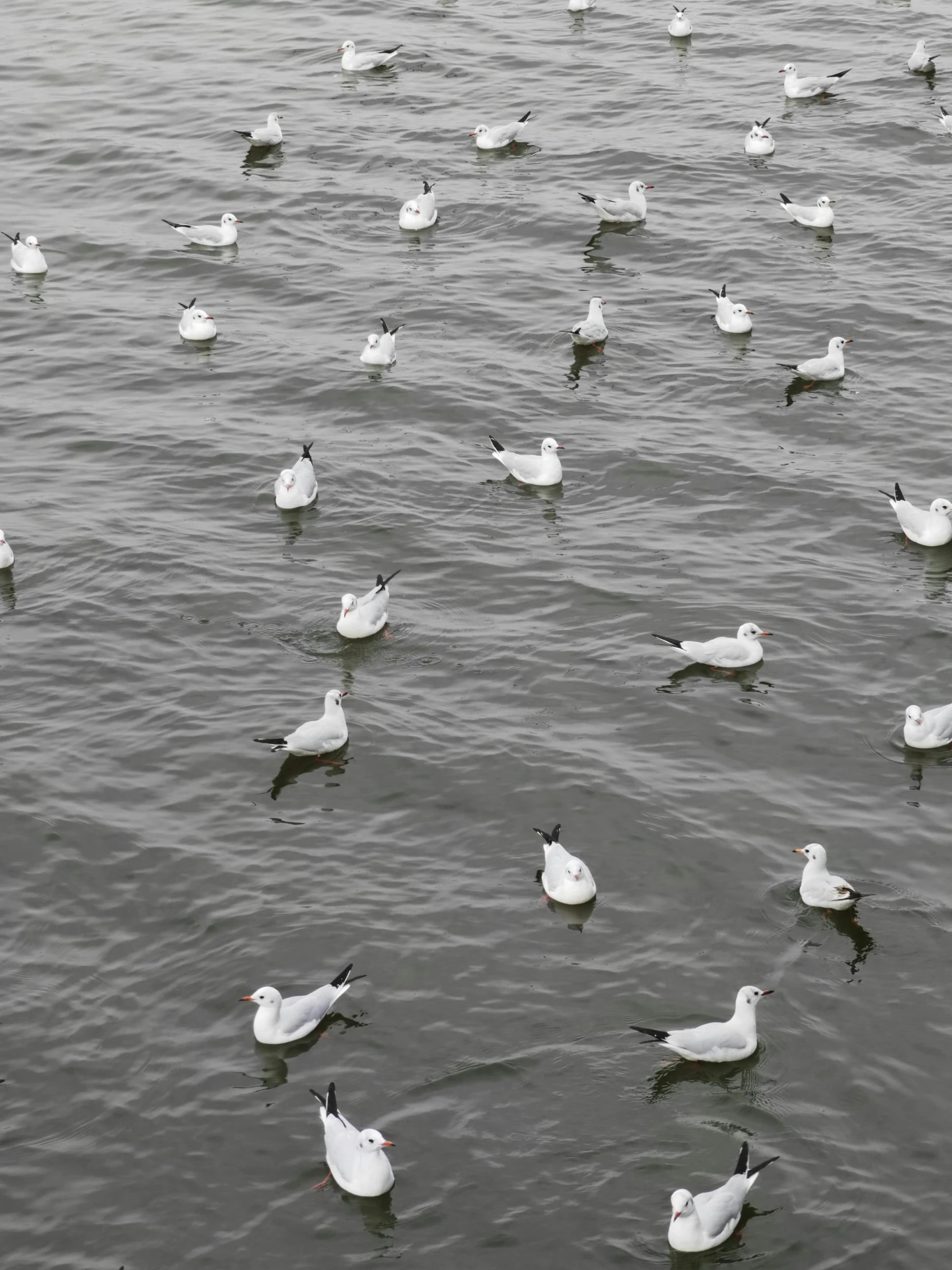 there are many seagulls on the water
