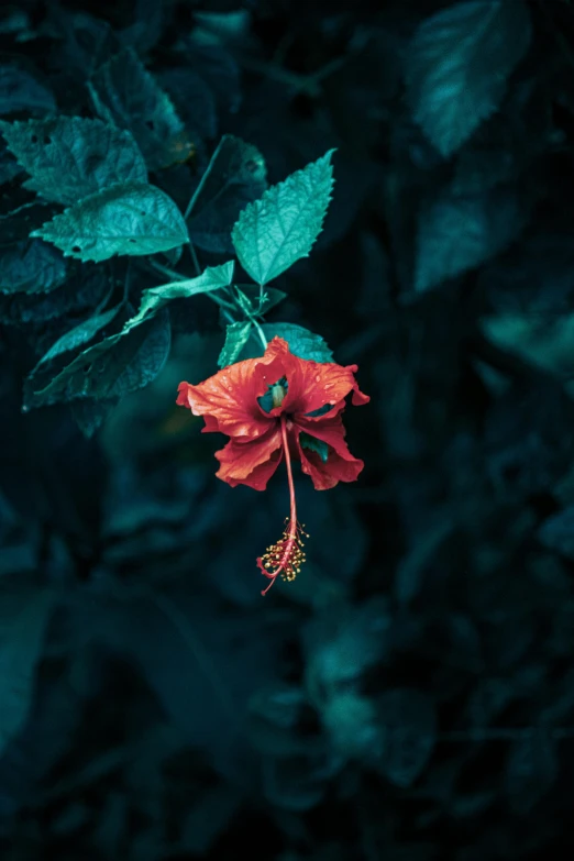 the red flowers are growing on the plant