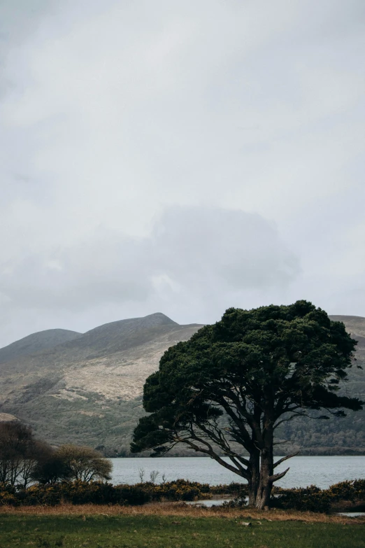 lone tree sitting beside a lake on a cloudy day