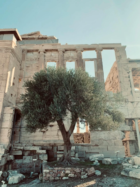 a small tree standing next to the ruins