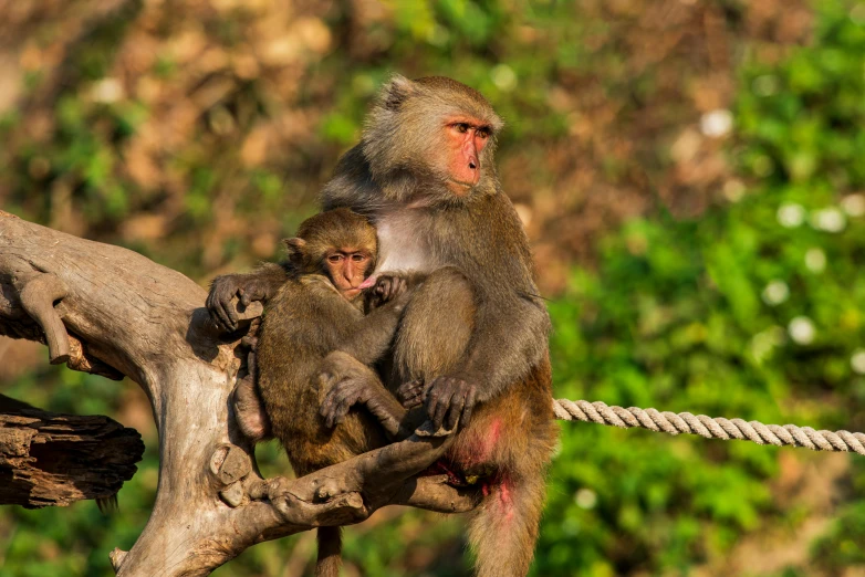 there are two monkeys sitting on the rope