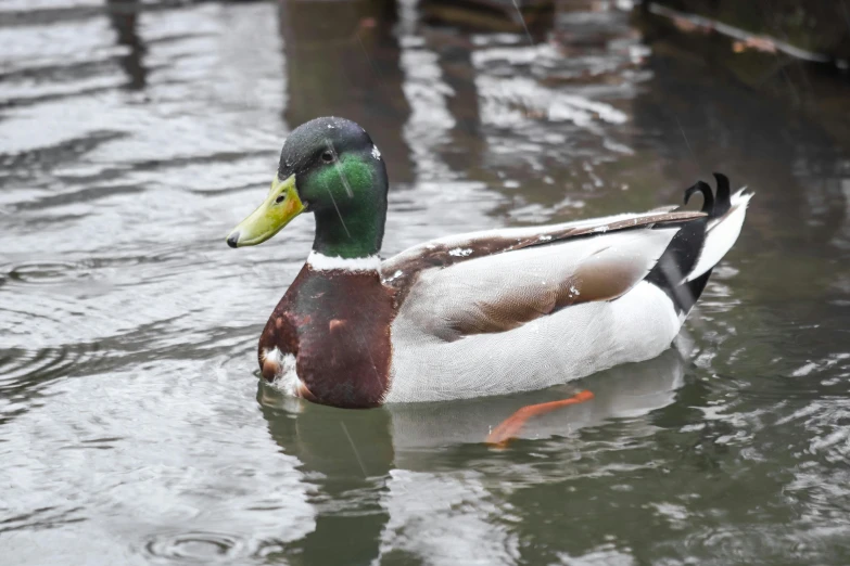 a mallard swims in the water and looks toward soing