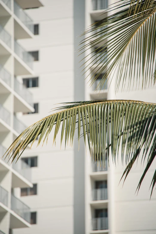 the top half of a palm tree on the beach