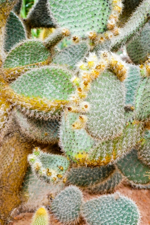 many cactus's are growing together with yellow tips