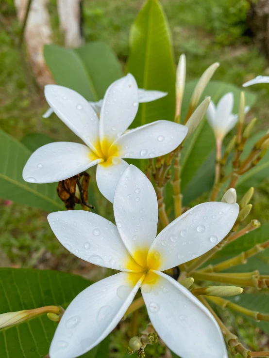 two white flowers are near some leaves