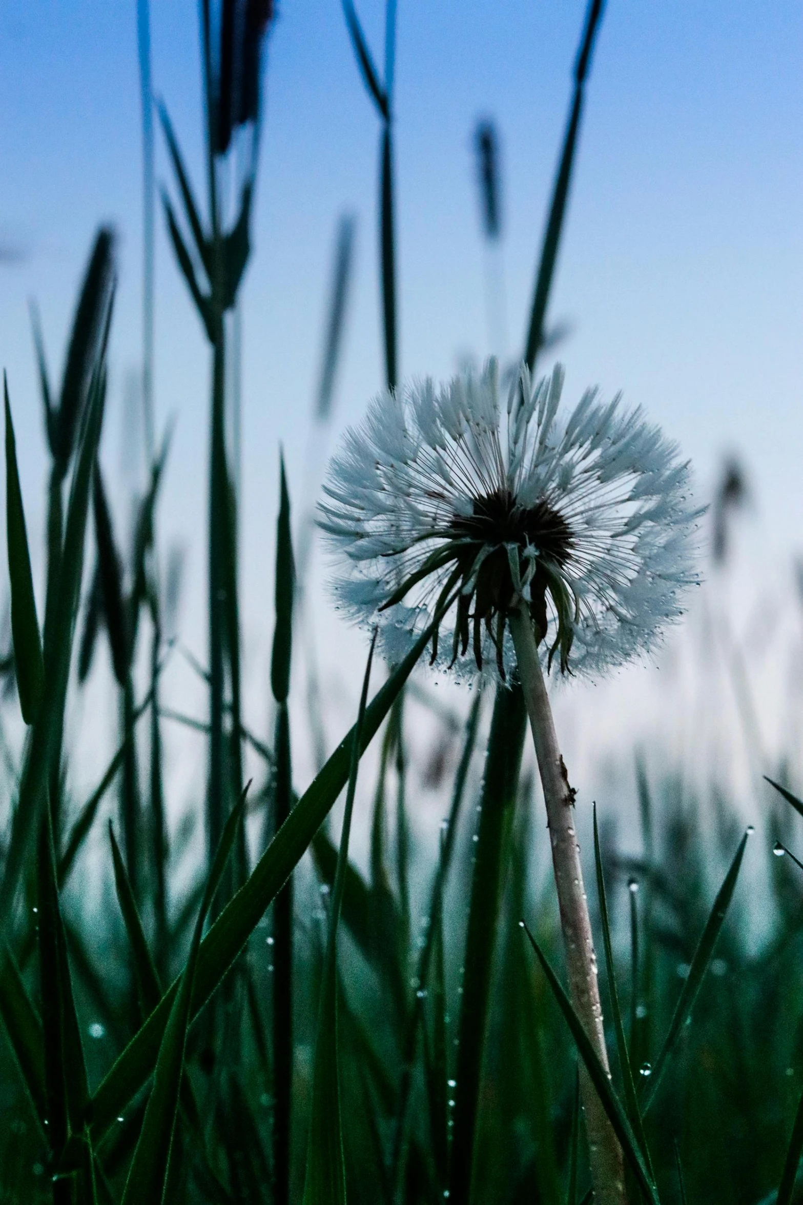 a close up image of a dandelion in the grass