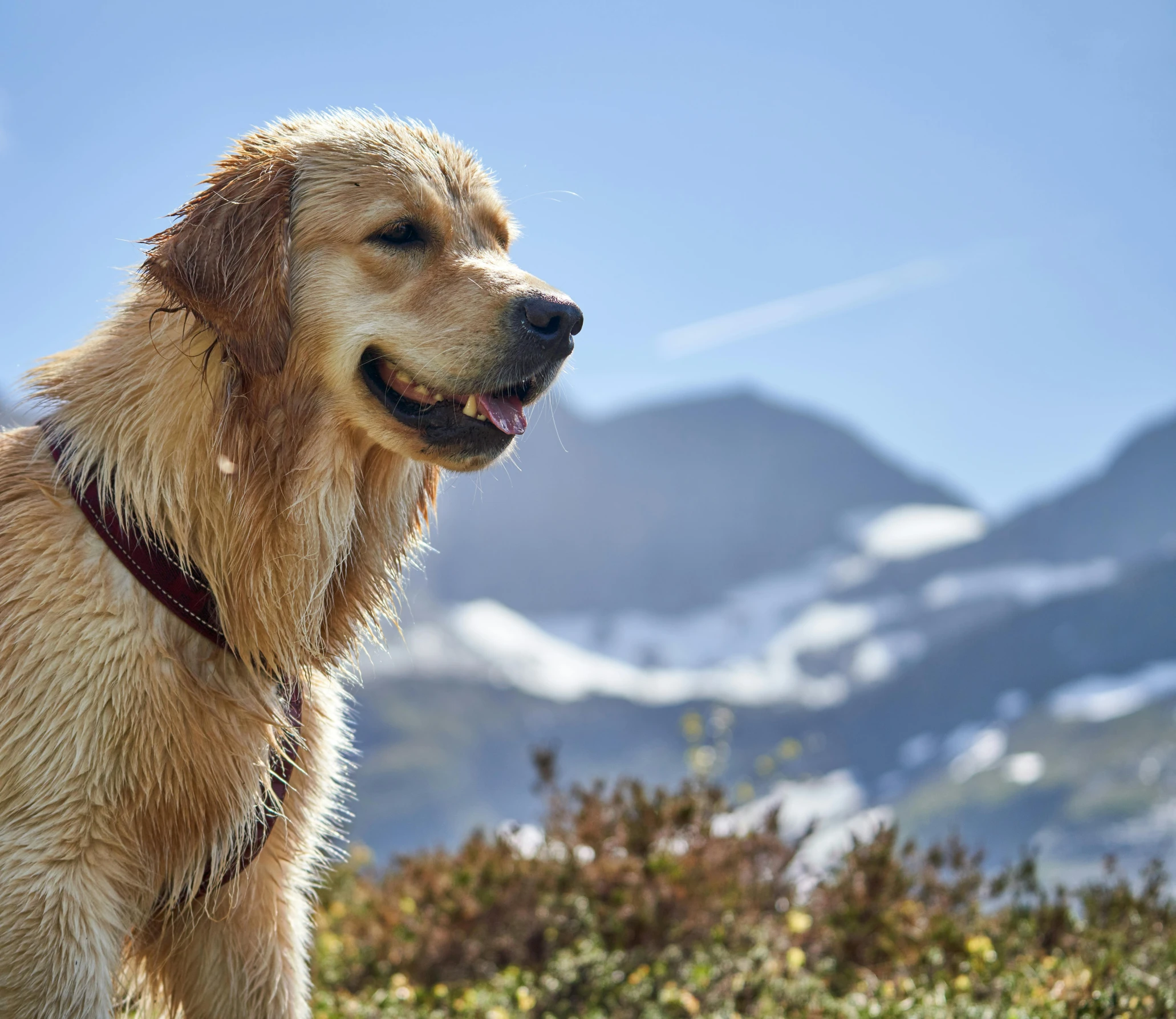 a golden retriever is standing in the mountains