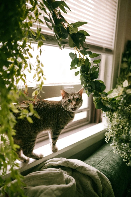 a cat is standing on the edge of a window sill