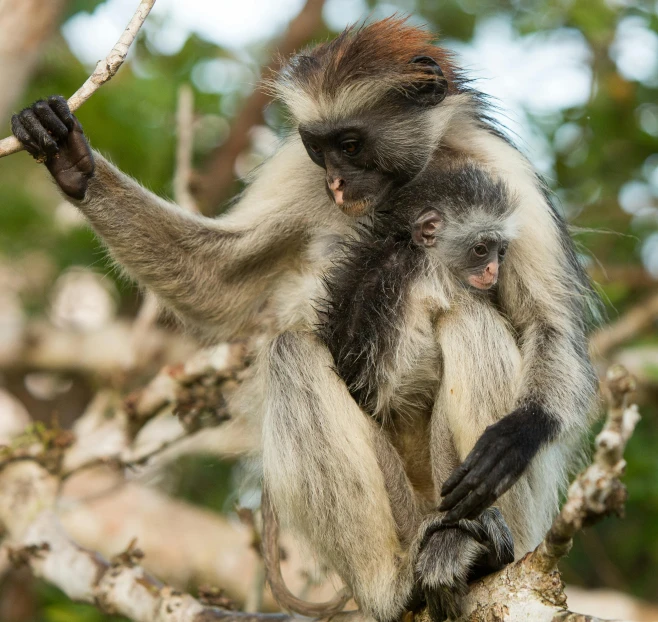 a monkey holding on to a tree limb