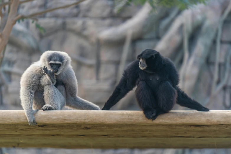 two gray monkeys sitting on top of a wooden bench