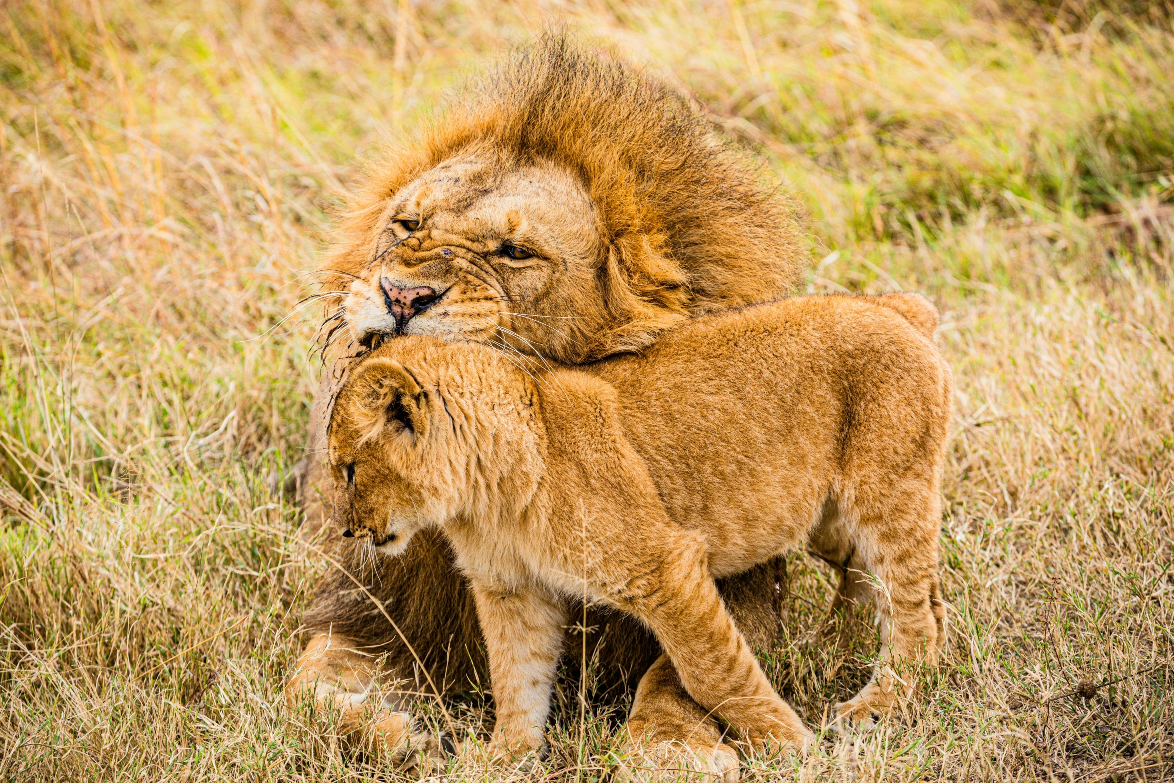 a large lion and its baby walking through a grass field