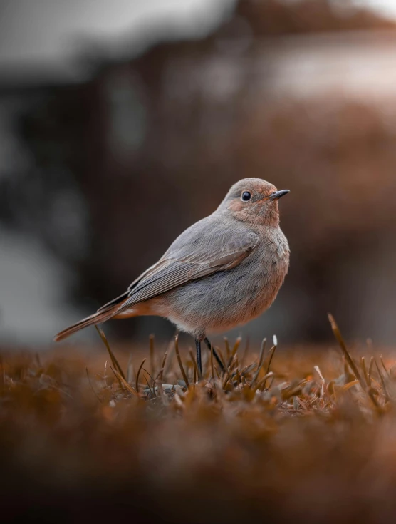 a brown and white bird standing in a field