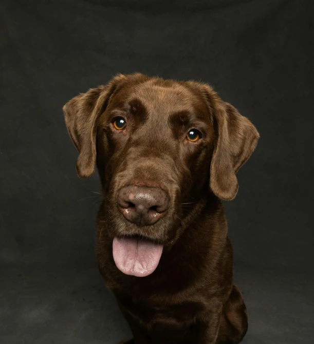 a dark colored dog with his tongue sticking out, panting