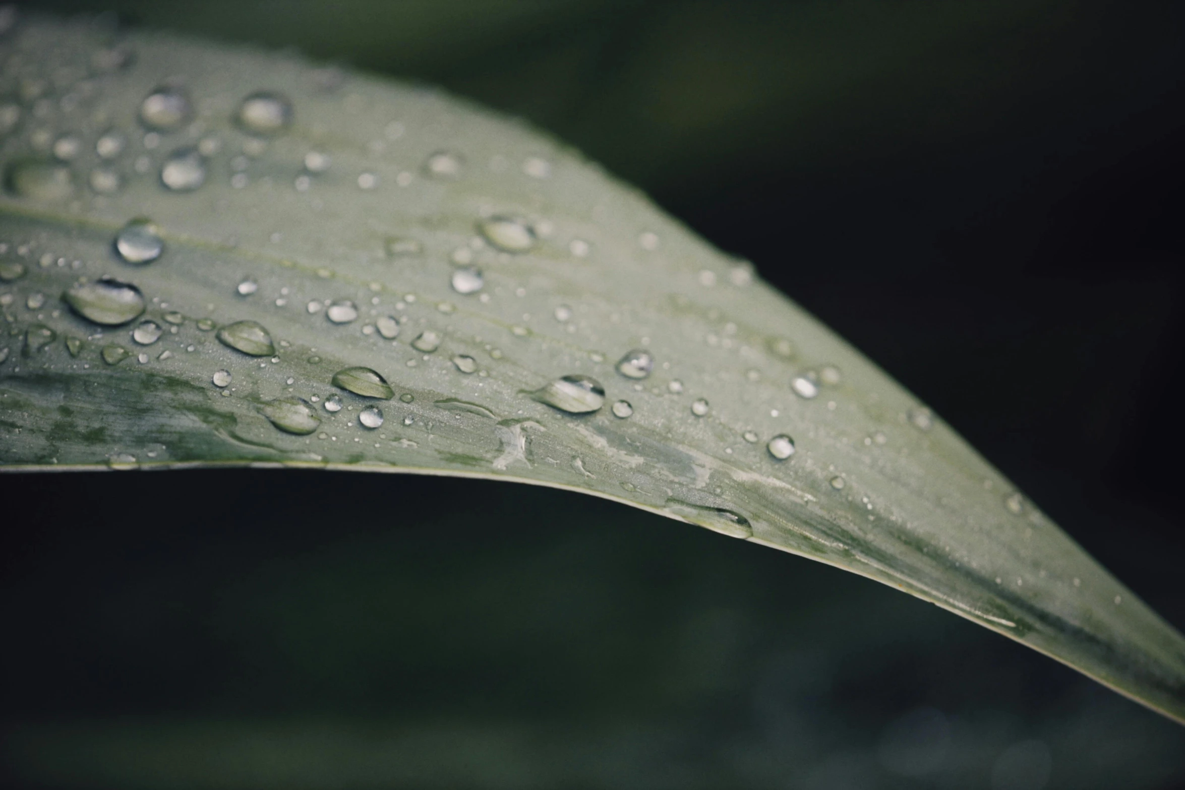 close up of a leaf with drops of water on it