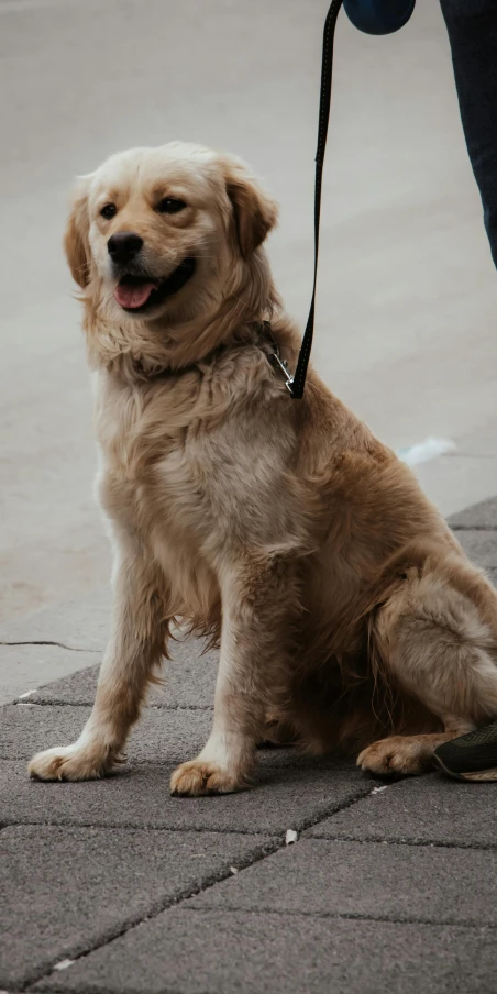 a large dog is on the leash of his owner