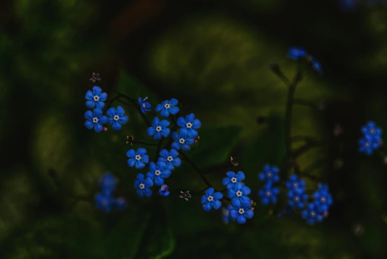 blue flowers on a plant in the middle of the forest